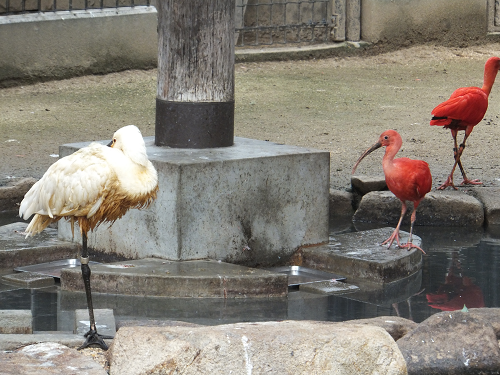 岡山 子供の遊び場～子供とお出かけ～福山市立動物園